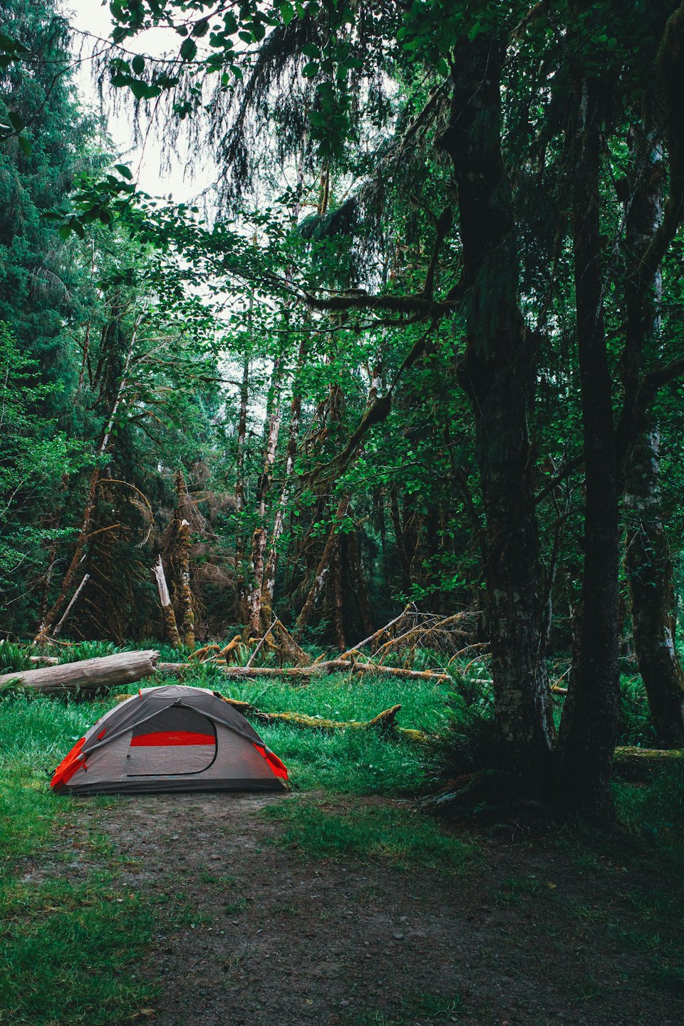 Grey and red tent pitched in a forest clearing.