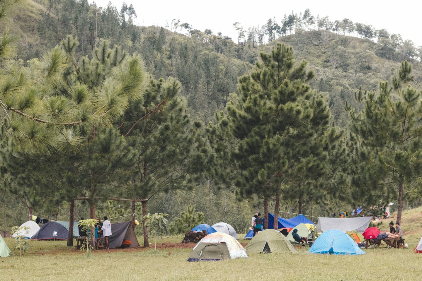Campers relax in a grassy clearing near tents and pine trees.